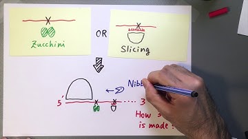 Genetic and mechanistic diversity of piRNA 3′-end formation