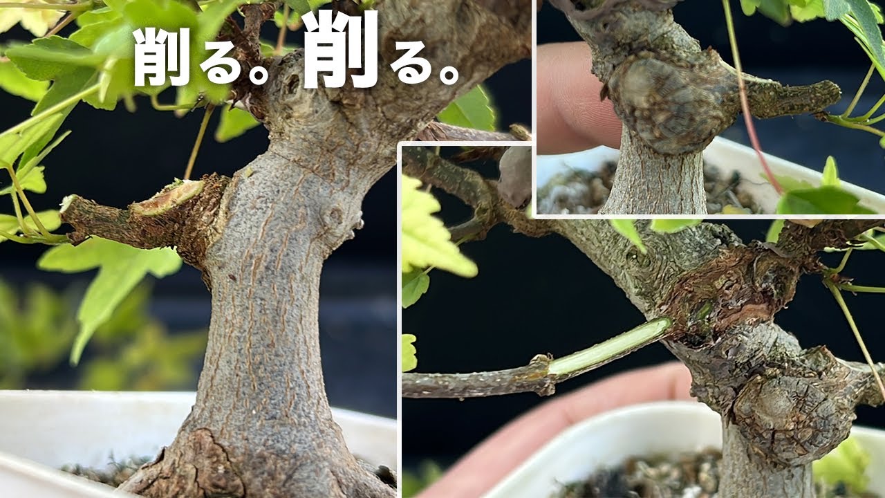KED12】カエデを削るの回 #盆栽 #bonsai - YouTube