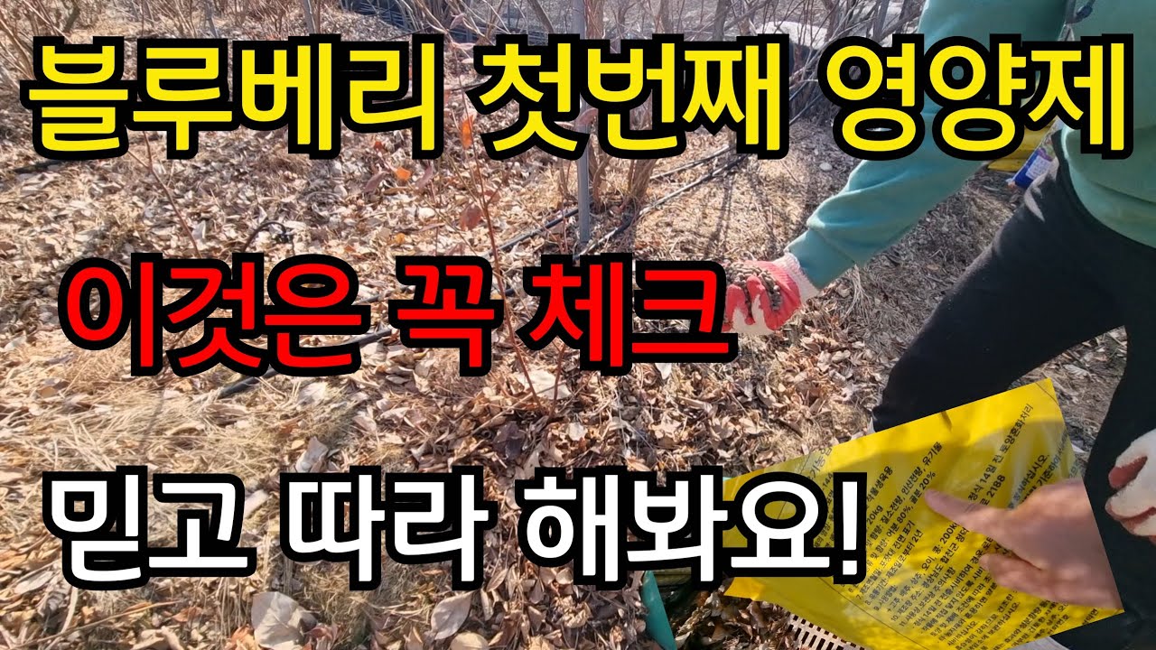 대왕 블루베리 열매가 주렁주렁 열리는 필수 영양제 이것은 꼭 체크하세요 모르면 손해 믿고 따라 해봐요 