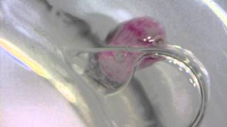 Reaction with phosphoric acid (Large Globobulimina)