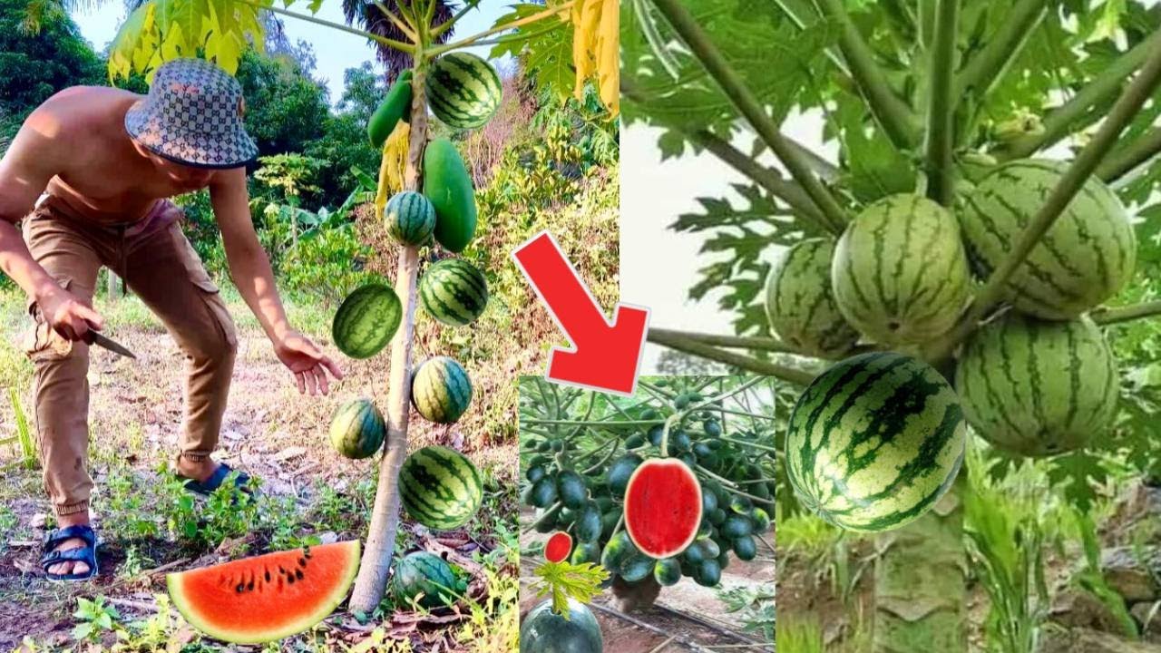 How to transplant papaya into watermelon 100 effectivePapaya and