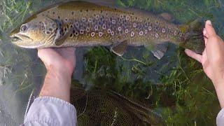 Fly fishing ---- Pesca a mosca y ninfa de truchas en el EDS del tormes (Salamanca)