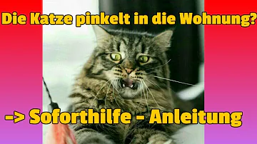 Was kann man machen wenn die Katze ins Bett pinkelt?