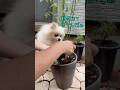 【vlog】朝顔を植えたよ♡ #犬のいる暮らし
