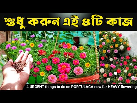 ভিডিও: আপনার কি ডেডহেড হেলিওট্রপ করা উচিত?