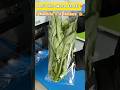 Save 5 Workers! Automatic Vegetable Packing Machine: Best Investment for Farms