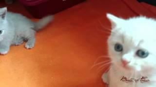 British shorthair cattery Beauty of Freya: Litter V6 in nursery by Beauty Of Freya Cattery 230 views 8 years ago 2 minutes, 32 seconds