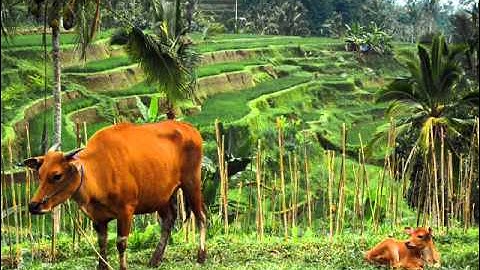 Kwv Huam Tsov Los Tom Tus Maum Nyuj