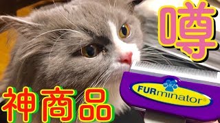 大型猫の長毛種にファーミネーター使った結果とんでもない量の毛玉が取れた！