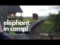 Elephant safari at addo elephant national park south africa