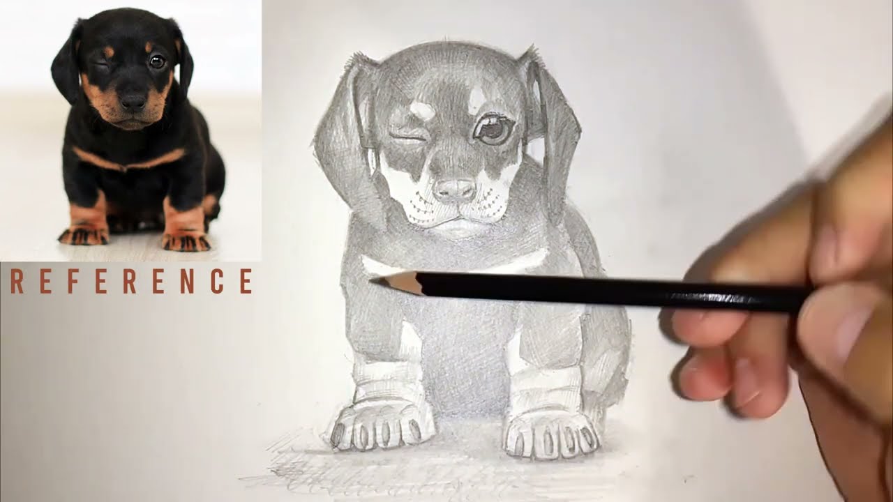 How To Draw A Puppy Dog with #2 HB Pencil 