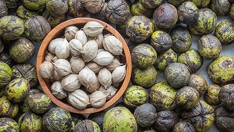How to Harvest and Process Shagbark Hickory Nuts