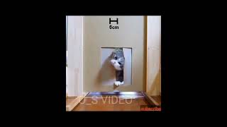 Oddly Satisfiyng Video Cat