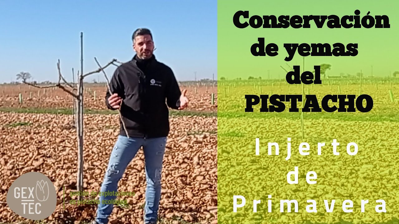 Injerto de primavera con yema refrigerada || 1ª parte || Cómo conservar las yemas de pistacho