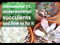 #34 WHEN TO WATER SUCCULENTS overwatered VS. underwatered and how to fix it