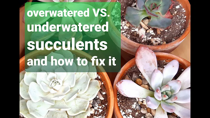 #34 WHEN TO WATER SUCCULENTS overwatered VS. underwatered and how to fix it - DayDayNews