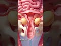 How Farternal twins Are formed | 3D Medical Animation#FraternalTwins #DoubleOvulation #TwinPregnancy