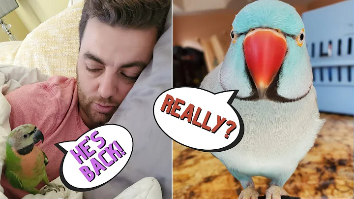 BLU SAYS HIS FIRST WORD! My Parrots' Reaction to My Brother's First Day Home (Vinny Subtitles)