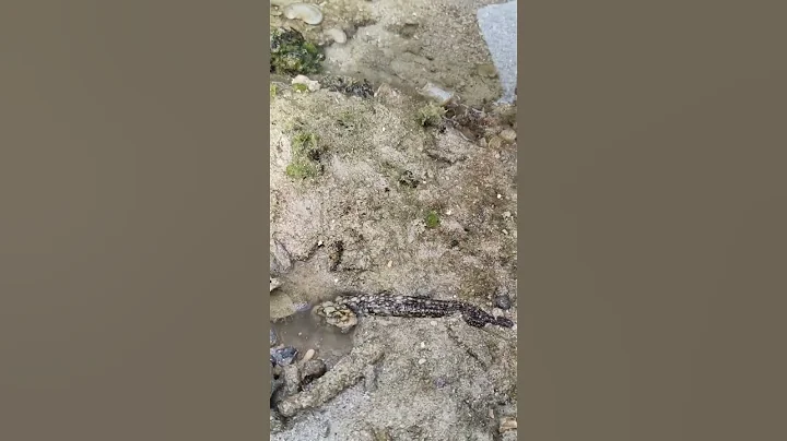 Easy way to catch octopus 🐙 #octopusdeploy #shorts