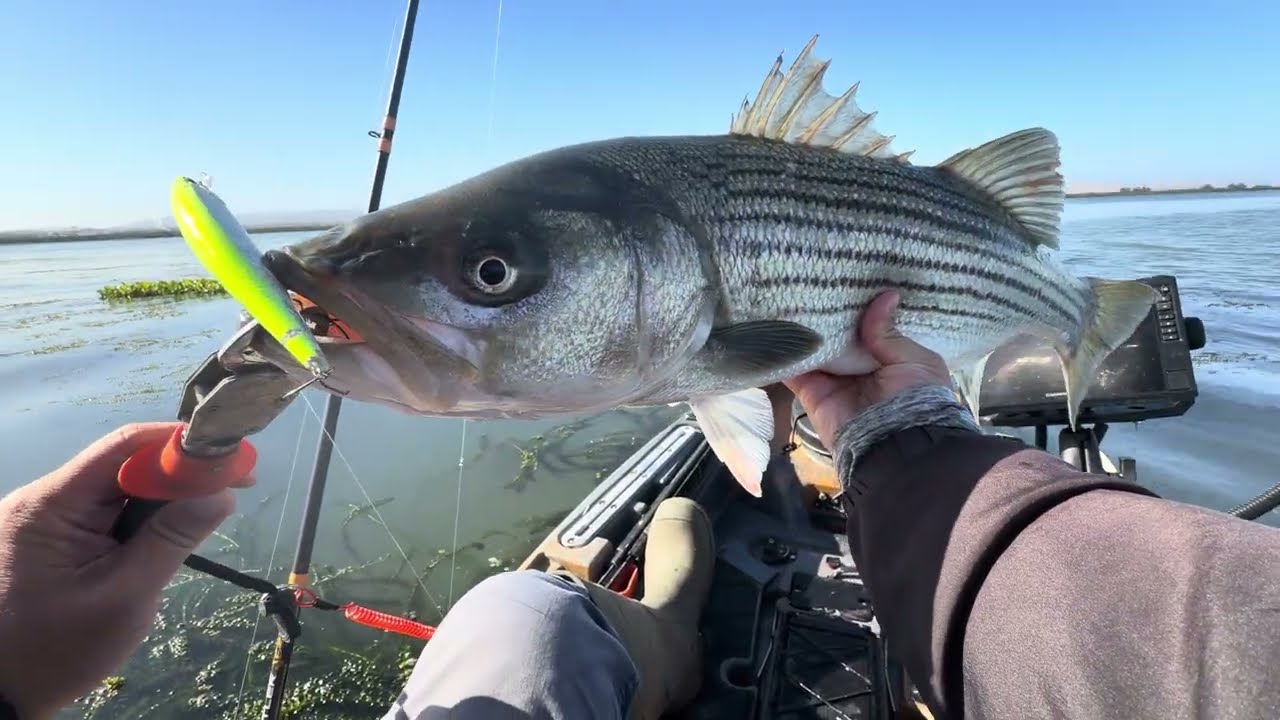 Sherman island fishing FALL STRIPERS
