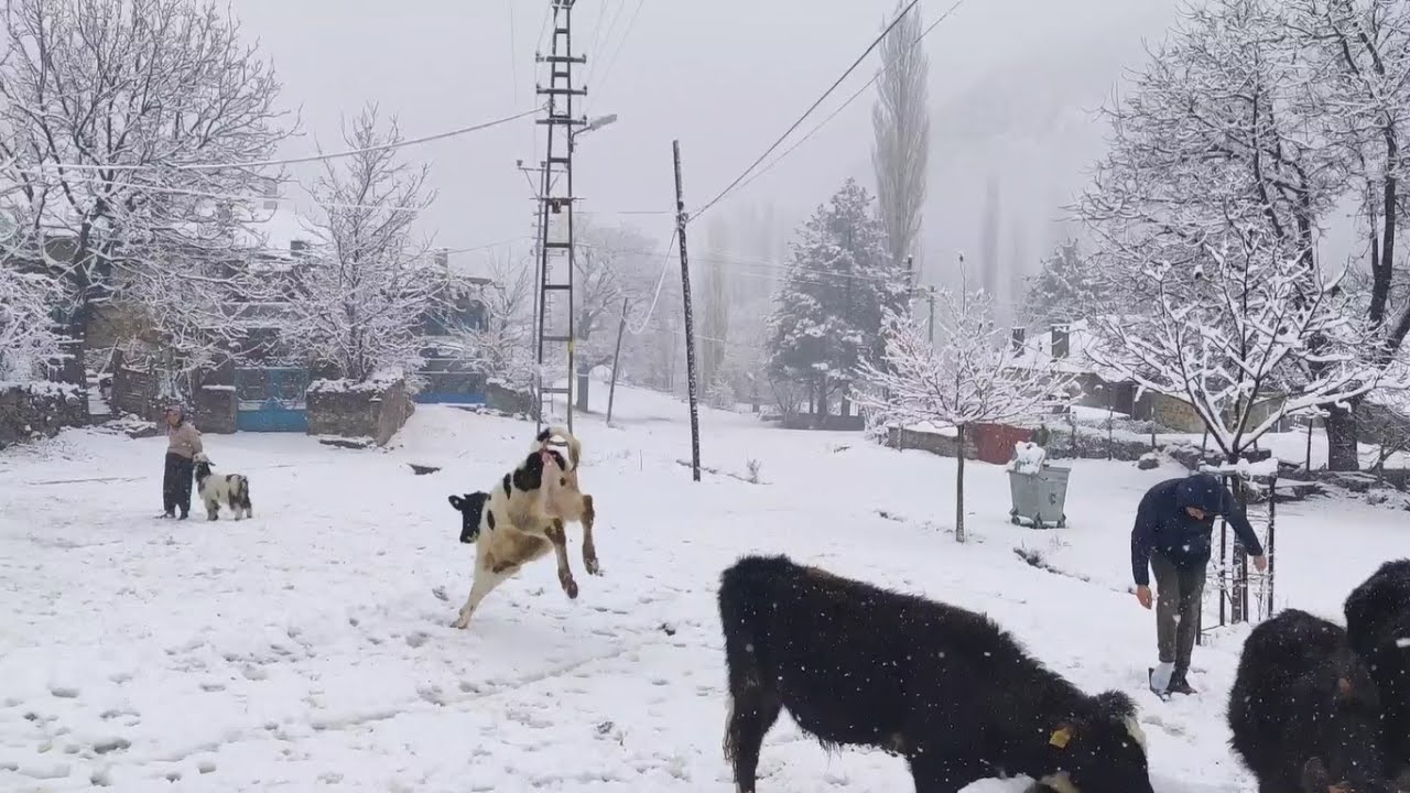 BEKLENEN KAR GELDİ | KÖYDE BİR KIŞ GÜNÜ | KÖY HAYATI | KÖY YAŞAMI