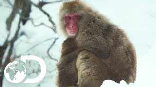 Troupes Of Japanese Macaques Use Hot Springs To Keep Warm | Wildest Islands: Japan
