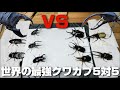 【大白熱】クワガタとカブトムシどっちが強いか白黒決めます