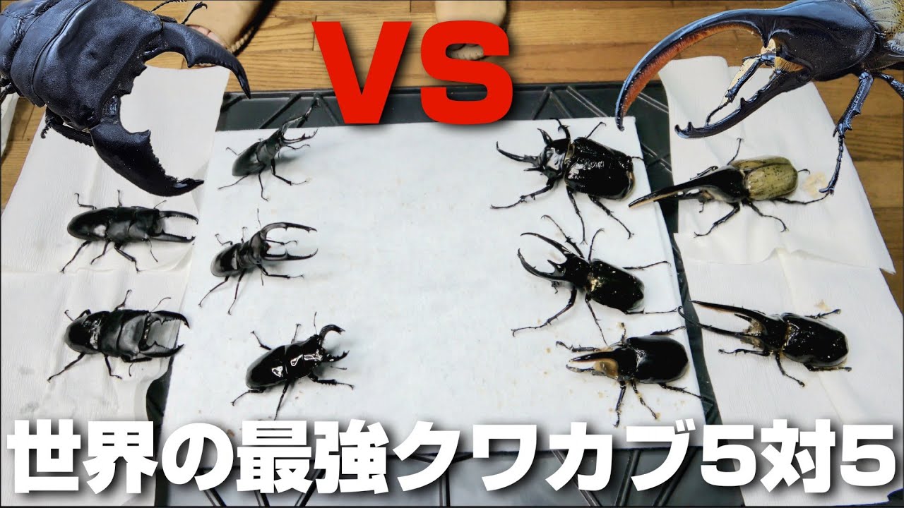 【大白熱】クワガタとカブトムシどっちが強いか白黒決めます