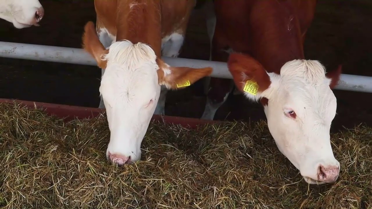 The Best Of Country Songs Of All Time 🔥Alan Jackson, John Denver, Kenny Rogers, Willie Nelson