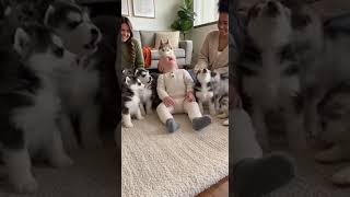 Baby Vs 11 Husky Puppies Bark, Howl, Laugh