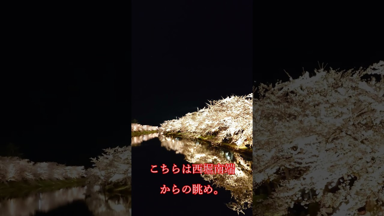 #弘前さくらまつり 260416 #西堀 の #夜桜 #short #弘前公園 #桜 #弘前 #hirosaki #さくら #cherryblossom #cerezo #kirsche