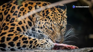 Interesting Facts about Amur Leopards