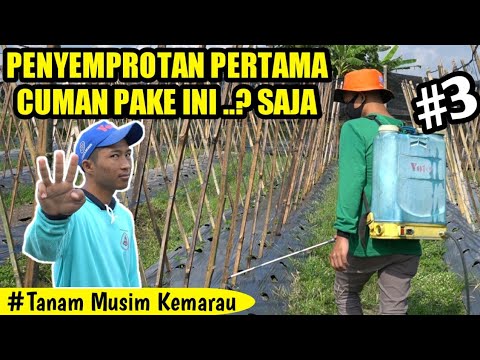 PENYEMPROTAN PERTAMA TANAMAN CABE | CARA MENANAM CABE