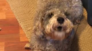 Funny Schnoodle dog trying to talk