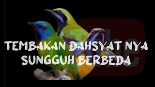 cucak Kinoy & cungkok mix masteran Murai batu .#masteranburung #muraibatu #cungkokgacor #kicaumania