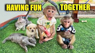 Famous 👉 Baby Monkeys Jobi & Hope Meet Dogs & Cats – Unexpected Ending! 😲 Wealth