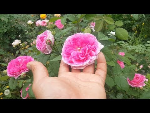 Vídeo: Centre De Jardineria 