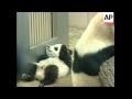 Visitors to Vienna Zoo get first glimpse of baby panda Fu Long