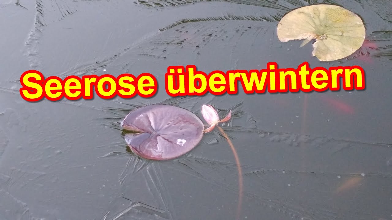 Wie du Seerosen überwintern musst! Seerose im Winter im Teich & im