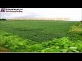 صراع البقاء في الدالي والمزموم صراع البقاء في الدالي والمزموم