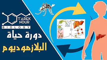 ملخص دورة حياة البلازموديوم Tarek Nour Biology ملخص دورة حياة البلازموديوم Tarek Nour Biology