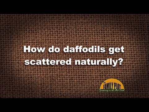 Q&A – How do daffodils get scattered naturally?