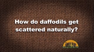 Q&A – How do daffodils get scattered naturally?