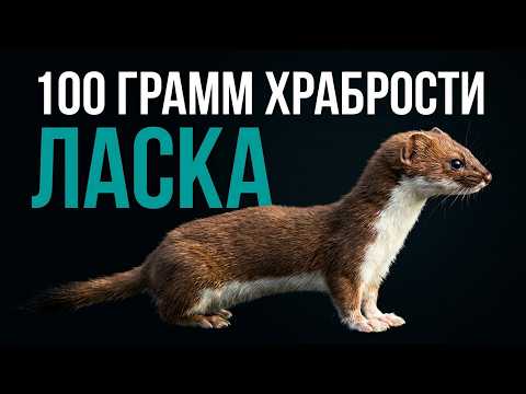 Самый маленький хищник в мире — и самый беспощадный | ЛАСКА