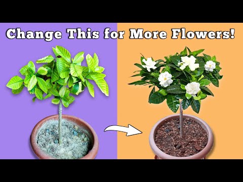 Video: Gardenia-stengelgallen en -kanker - Hoe kanker en gallen op Gardenia-stengels te behandelen