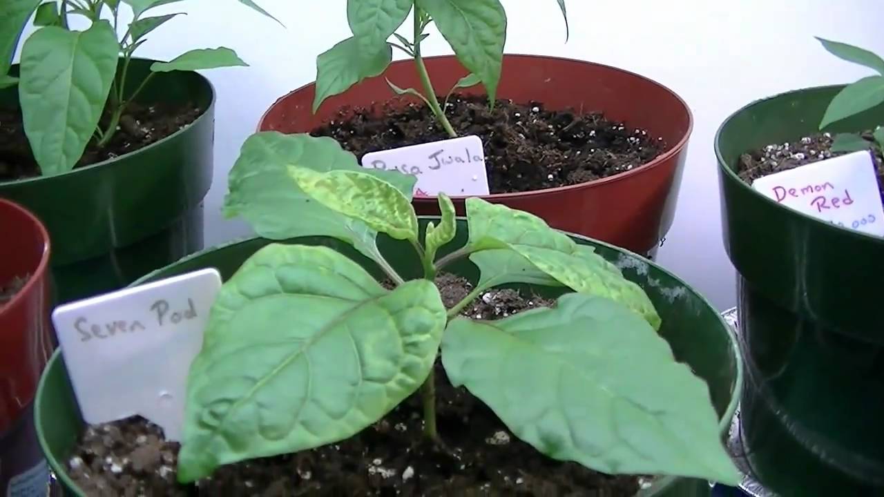 My Hot Pepper Garden 2011 - Video 1 - YouTube