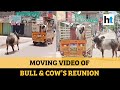 Bull refuses to be separated from cow, video goes viral