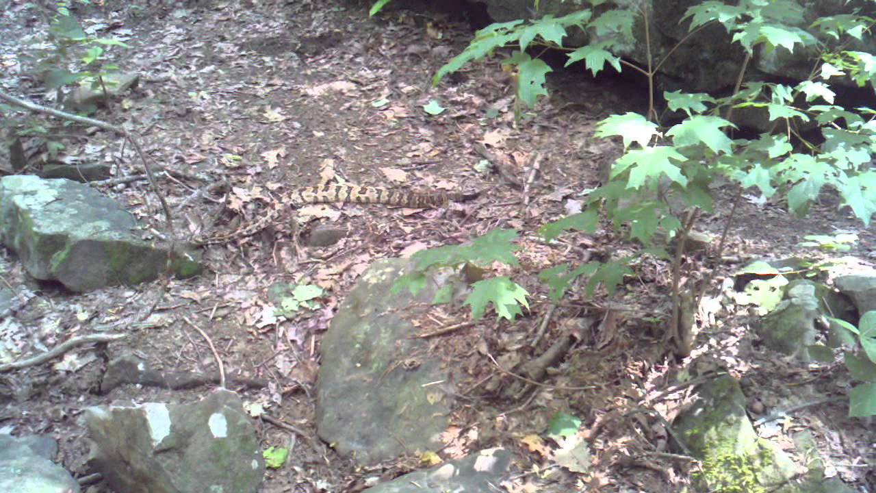 Green Mountain Rattlesnake