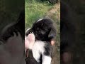 dogesh bhai gussa ho gye #shorts #reels #trendingreels #lifeisbutadream #love #dog