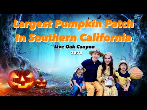 Video: Pumpkin Patches u Southwestern PA